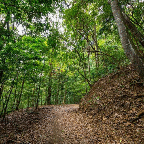 Udawatta Kele Sanctuary