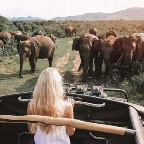 Minneriya National Park